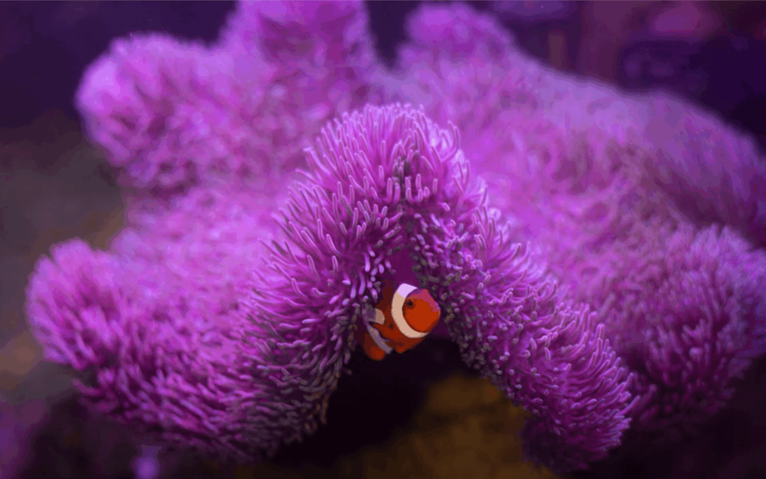 Nemovisje die onder een paarse deken van koraal de wereld in kijkt